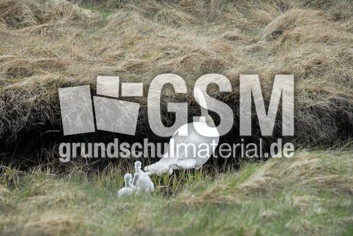 Singschwan (3 von 16).jpg